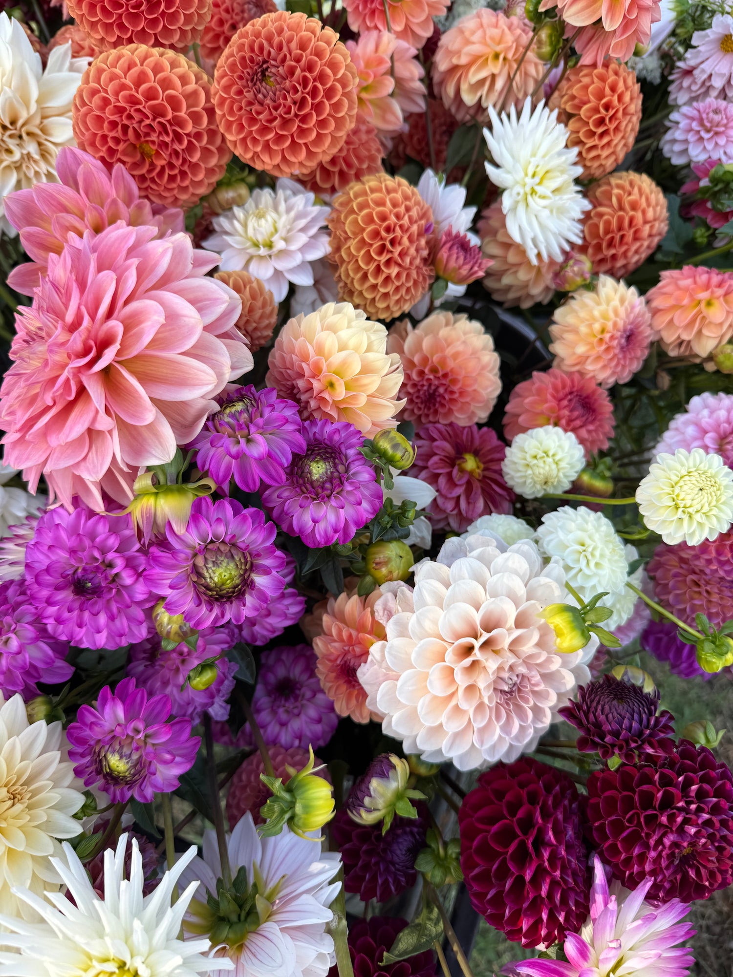 All Dahlia Types